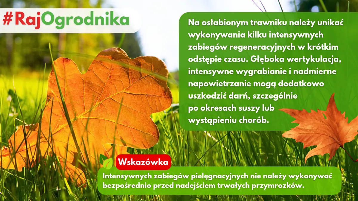Pielęgnacja trawnika przed zimą co warto wiedzieć blog sklpe rajogrodnika